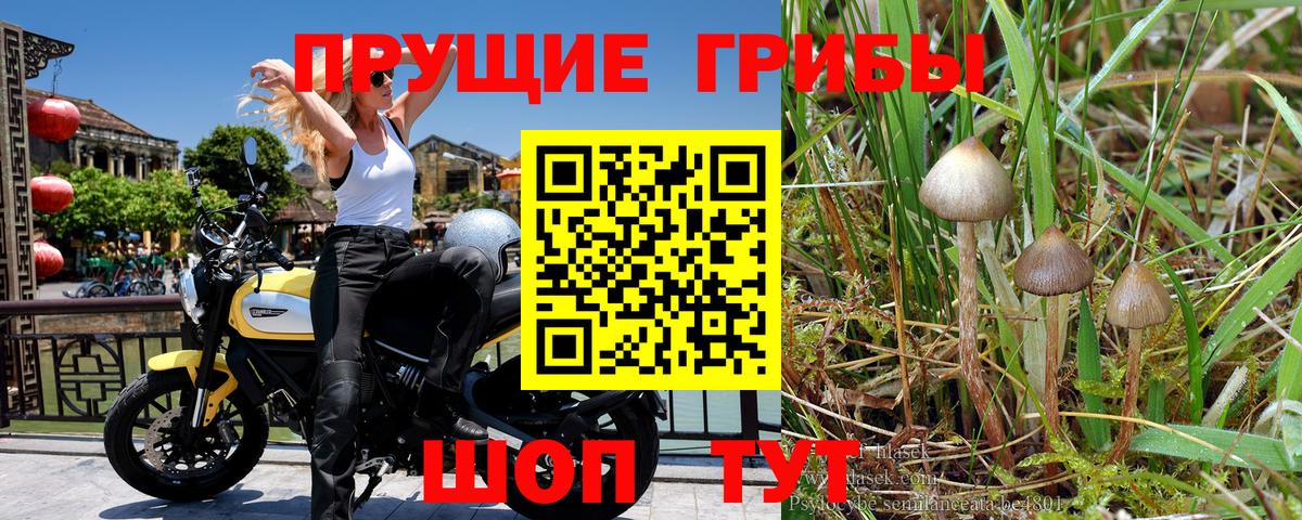 Псилоцибиновые грибы GOLDEN TEACHER Ирбит